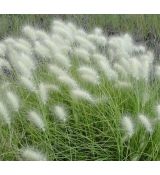 Pennisetum villosa - perovec chlpatý