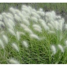 Pennisetum villosum - perovec chlpatý