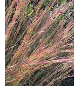 Schizachyrium scoparium 'Blaze'