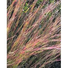 Schizachyrium scoparium 'Blaze'