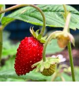 Fragaria vesca 'Alexandria' - jahoda obyčajná 'Alexandria'
