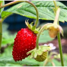 Fragaria vesca 'Alexandria' - jahoda obyčajná 'Alexandria'