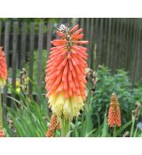 Kniphofia uvaria 'Flamenco' - fakľovka aloovitá 'Flamenco'