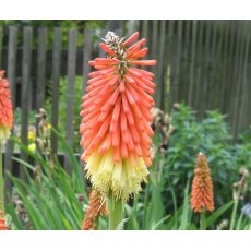 Kniphofia uvaria 'Flamenco' - fakľovka aloovitá 'Flamenco'