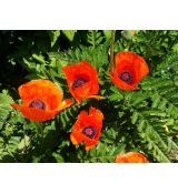 Papaver orientale 'Brillant' - mak východný 'Brillant'