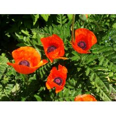 Papaver orientale 'Brillant' - mak východný 'Brillant'