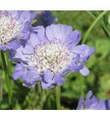 Scabiosa caucasica 'Perfecta Mid Blue' - hlaváč kaukazský 'Perfecta Mid Blue'