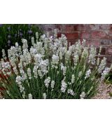 Lavandula angustifolia 'Ardéche White' - levanduľa úzkolistá 'Ardéche White'