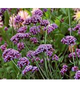Verbena bonariensis 'Bonnie' - železník argentínsky 'Bonnie'