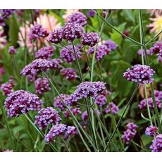 Verbena bonariensis 'Bonnie' - železník argentínsky 'Bonnie'