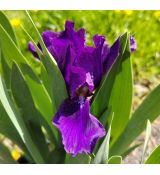 Iris × barbata-nana 'Karolina' - kosatec bradatý- nízky  'Karolina'