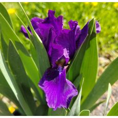 Iris × barbata-nana 'Karolina' - kosatec bradatý- nízky  'Karolina'