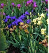 Iris × barbata-nana Mix - kosatec bradatý- nízky Mix