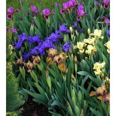 Iris × barbata-nana Mix - kosatec bradatý- nízky Mix
