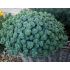 Sedum sieboldii  - rozchodník sieboldov