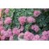 Sedum sieboldii  - rozchodník sieboldov