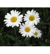 Leucanthemum vulgare 'Maikönigin' - margarétka obyčajná 'Maikönigin'