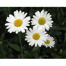 Leucanthemum vulgare 'Maikönigin' - margarétka obyčajná 'Maikönigin'