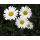 Leucanthemum vulgare 'Maikönigin' - margarétka obyčajná 'Maikönigin'