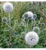 Echinops bannaticus 'Star Frost' - ježibaba 'Star Frost'