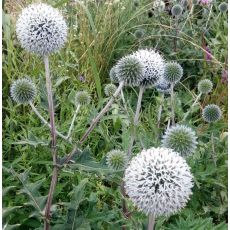Echinops bannaticus 'Star Frost' - ježibaba 'Star Frost'