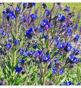 Anchusa azurea - smohla modrá