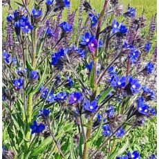 Anchusa azurea - smohla modrá