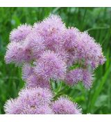 Thalictrum aquilegiifolium 'Nimbus Pink - žltuška orlíčkolistá 'Nimbus Pink'