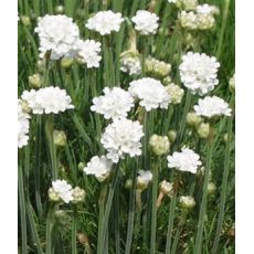 Armeria maritima 'Alba' - trávnička prímorská 'Alba'