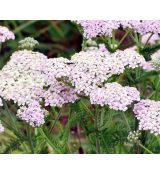 Achillea millefolium 'Cerise Queen' svetlo ružová - rebríček obyčajný 'Cerise Queen' svetlo ružová