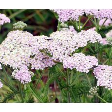Achillea millefolium 'Cerise Queen' svetlo ružová - rebríček obyčajný 'Cerise Queen' svetlo ružová
