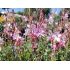 Gaura lindheimeri 'Rosy Jane'  - gaura lindheimerova 'Rosy Jane'
