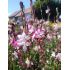 Gaura lindheimeri 'Rosy Jane'  - gaura lindheimerova 'Rosy Jane'
