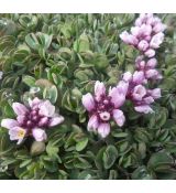 Aethionema opositifolia - sivuľka