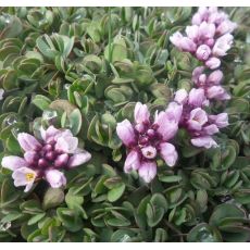 Aethionema opositifolia - sivuľka