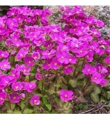 Arabis caucasica 'Aubris Deep Rose' - arábka kaukazská (syn. Arabis alpina subsp. caucasica 'Aubris Deep Rose')