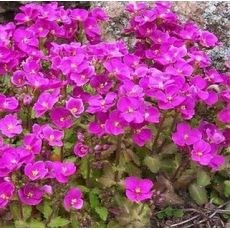 Arabis caucasica 'Aubris Deep Rose' - arábka kaukazská (syn. Arabis alpina subsp. caucasica 'Aubris Deep Rose')