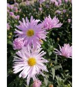 Aster 'Glow in the Dark' - astra 'Glow in the Dark'
