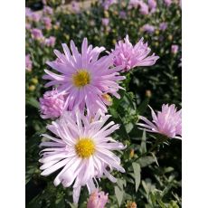 Aster 'Glow in the Dark' - astra 'Glow in the Dark'