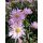 Aster 'Glow in the Dark' - astra 'Glow in the Dark'