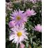 Aster 'Glow in the Dark' - astra 'Glow in the Dark'