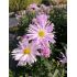 Aster 'Glow in the Dark' - astra 'Glow in the Dark'