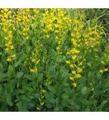 Baptisia sphaerocarpa - baptízia