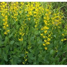 Baptisia sphaerocarpa - baptízia