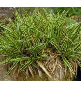 Carex firma 'Variegata' - ostrica pevná 'Variegata'
