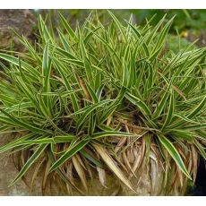 Carex firma 'Variegata' - ostrica pevná 'Variegata'