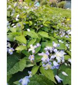 Clematis heracleifolia 'Mrs Robert Brydon' - plamienok 'Mrs Robert Brydon'