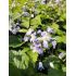 Clematis heracleifolia 'Mrs Robert Brydon' - plamienok 'Mrs Robert Brydon'