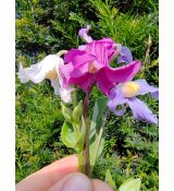 Clematis integrifolia 'Mongolian Bells' - plamienok celistvolistý 'Mongolian Bells'