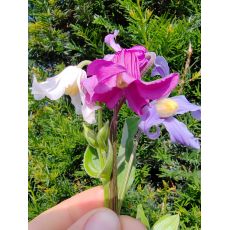 Clematis integrifolia 'Mongolian Bells' - plamienok celistvolistý 'Mongolian Bells'